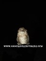 Stone Critter - Hedge Hog