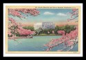 Lincoln Memorial and Cherry Blossoms - Washington, D.C.