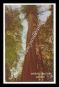 World's Tallest Redwood - Calif.