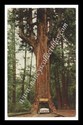 Chandelier Drive-Thru Tree California