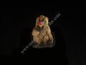 Stone Critters - Mandrill Baboon