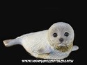 Baby Harp Seal-sold