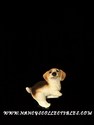 Stone Critter - Beagle