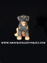 Stone Critter - Rottweiler Puppy